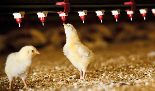 ¿cómo alimenta la gallina a sus pollitos?