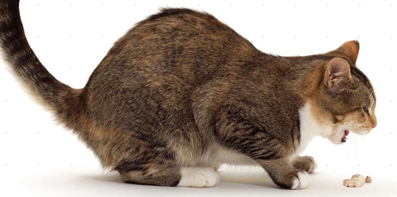 ¿cómo curar los problemas gastrointestinales en los gatos?