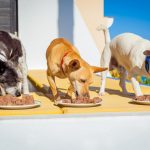 ¿qué pasa si un perro no come?
