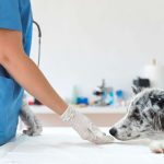 ¿qué medicamento se usa para desparasitar a los perros?