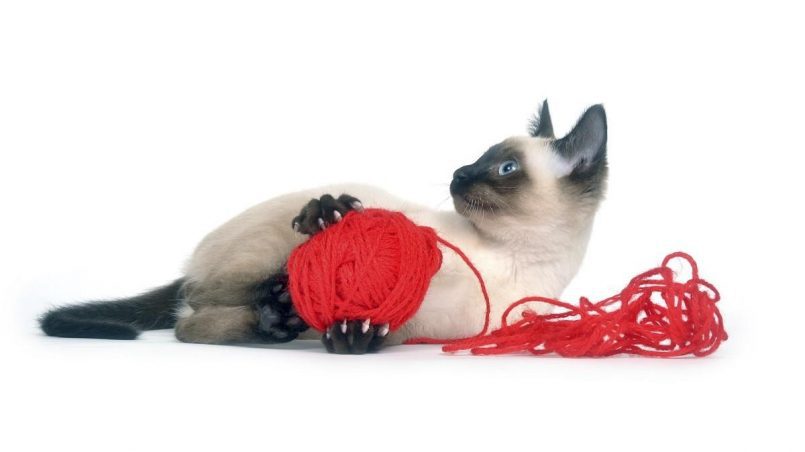 ¿cómo hacer juguetes para gatos de forma casera?