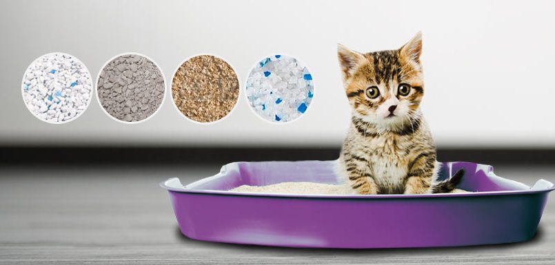 ¿cómo limpiar la caja de arena para gatos?