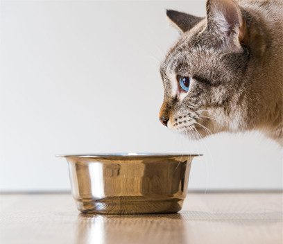 ¿cómo saber si un alimento para gatos es bueno?