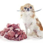 ¿qué es mejor para un perro croquetas o comida?