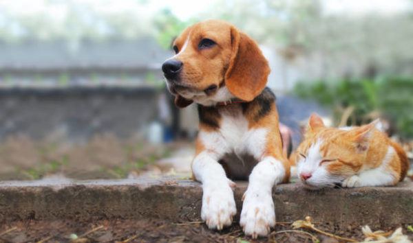 ¿cómo son los beagles en casa?