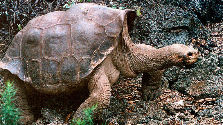 ¿cómo vivio la tortuga gigante de la isla pinta?