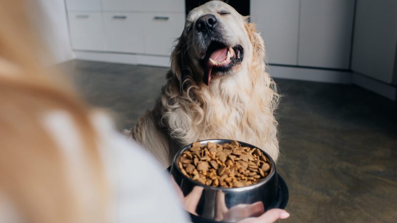¿cuál es el alimento más sano para perros?