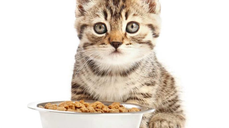 ¿cuál es el mejor alimento balanceado para gatitos?