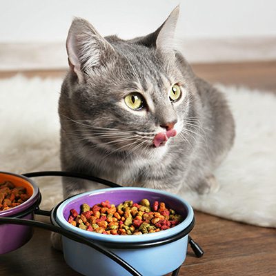 ¿cuál es el mejor alimento seco para gatitos?