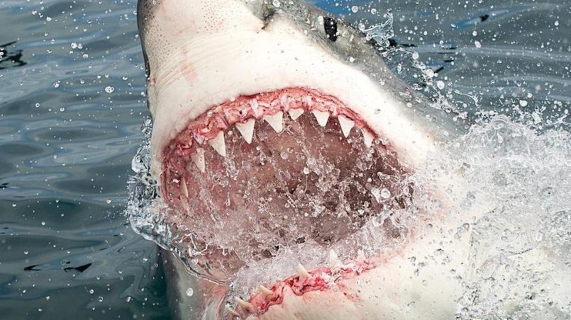 ¿cuál es el tiburón más peligroso del mundo?