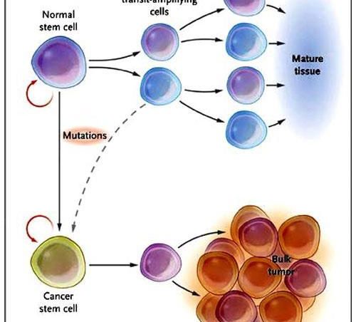 ¿cuál es la importancia de las células madres en la diferenciación celular?