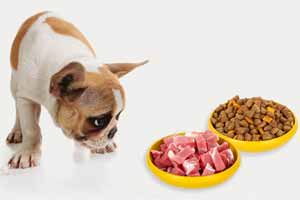¿cuál es la mejor alimentacion para un perro?