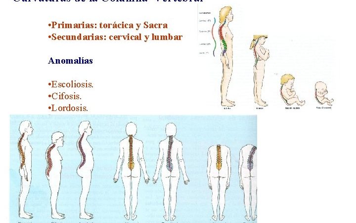 ¿cuáles son las curvaturas primarias y secundarias de la columna vertebral?