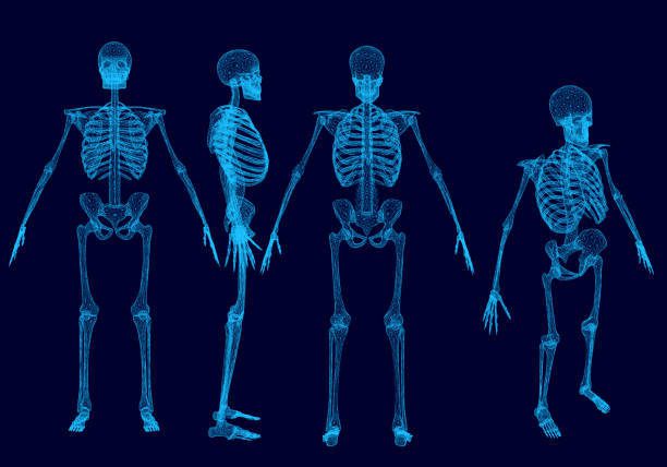 ¿cuáles son los huesos largos del cuerpo humano?