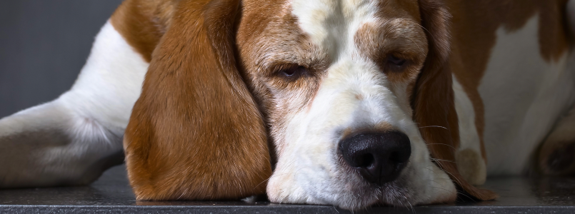 ¿cuándo hace efecto el desparasitante en perros?