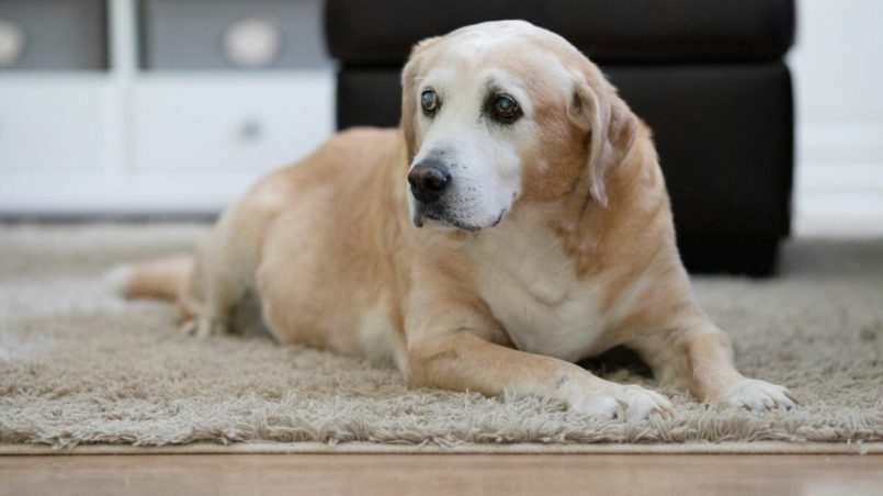 ¿cuánto tiempo puede vivir un perro con insuficiencia renal?