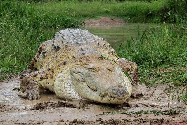 ¿dónde se encuentra el cocodrilo más grande del mundo?