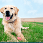 ¿qué le pasa a un perro con insuficiencia renal?