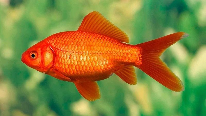 ¿por qué se dice que los peces no tienen memoria?