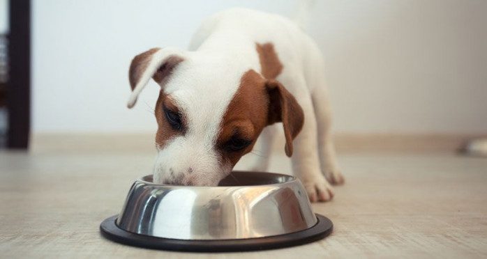 ¿qué alimento darle a un cachorro de 1 mes?