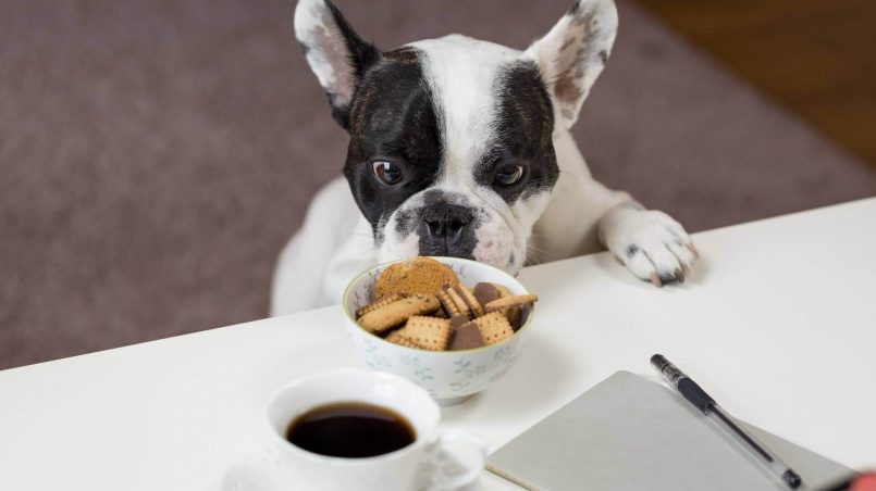 ¿qué comen los perros antes del pienso?