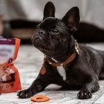 ¿cómo funcionan los collares antipulgas para perros?