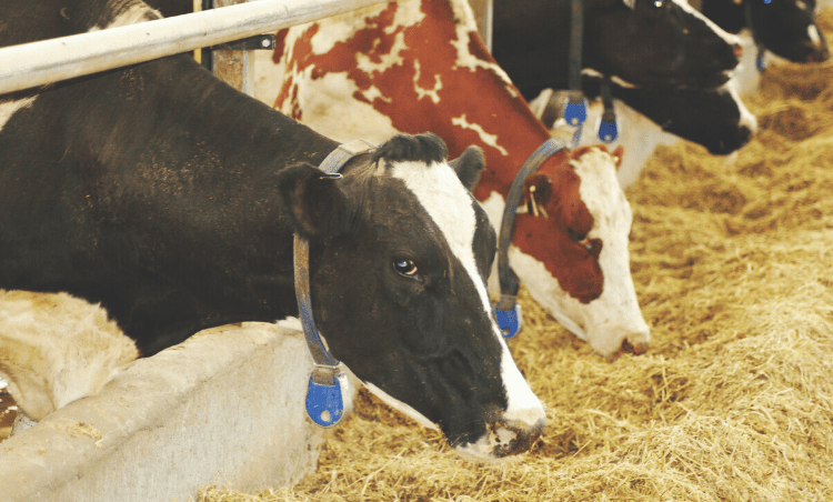 ¿qué contiene el alimento para vacas lecheras?