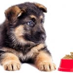 ¿cómo se le da el hígado a los perros crudo o cocido?
