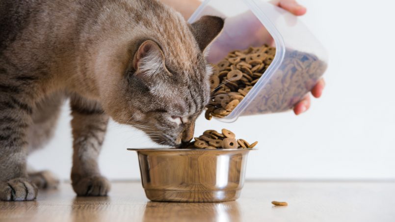¿qué marca es la mejor comida para gatos?