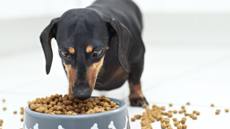 ¿qué pasa si le das cosas dulces a los perros?