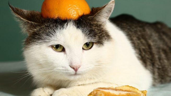 ¿qué pasa si mi gato come frutas?