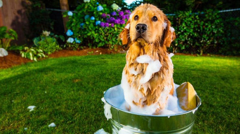 ¿qué pasa si se baña a un perro de un mes?