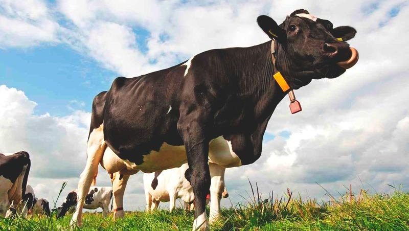¿qué proteínas comen las vacas?