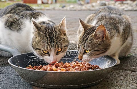 ¿qué puede comer un gato con problemas gastrointestinales?