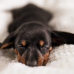 ¿cuánto tiempo puede vivir un perro con insuficiencia renal?
