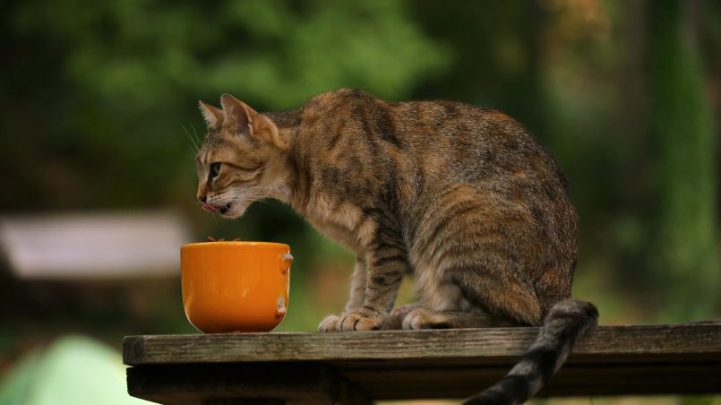 ¿qué se le puede dar a un gato para que engorde?