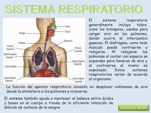 ¿qué son los pulmones y cuál es su función?
