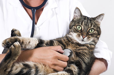 ¿cómo curar a un gato que no puede orinar?