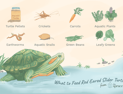 ¿cómo se le da de comer a las tortugas?