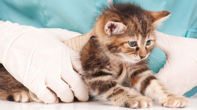 ¿cuánto tiempo tarda en hacer efecto un antiparasitario en un gato?