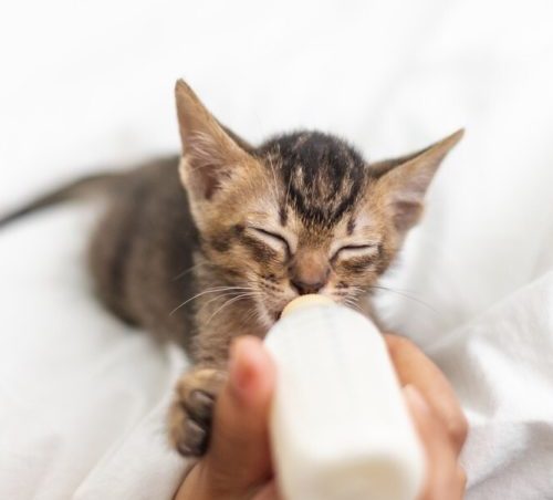 ¿qué tipo de leche puede tomar un gatito?